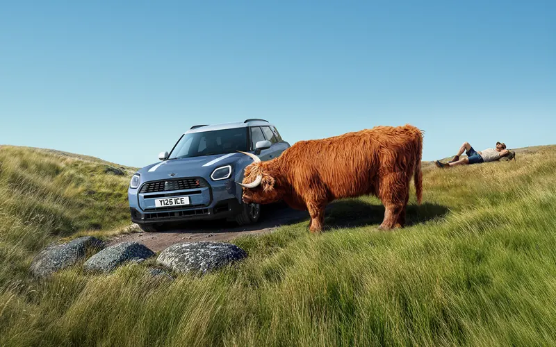 MINI next to a Highland cow on a meadow